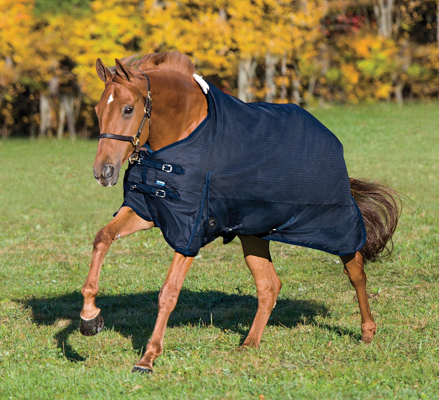 Supreme Medium-Weight Turnout Blanket
